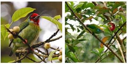 dbsjeyaraj birdwatching environment possible urban